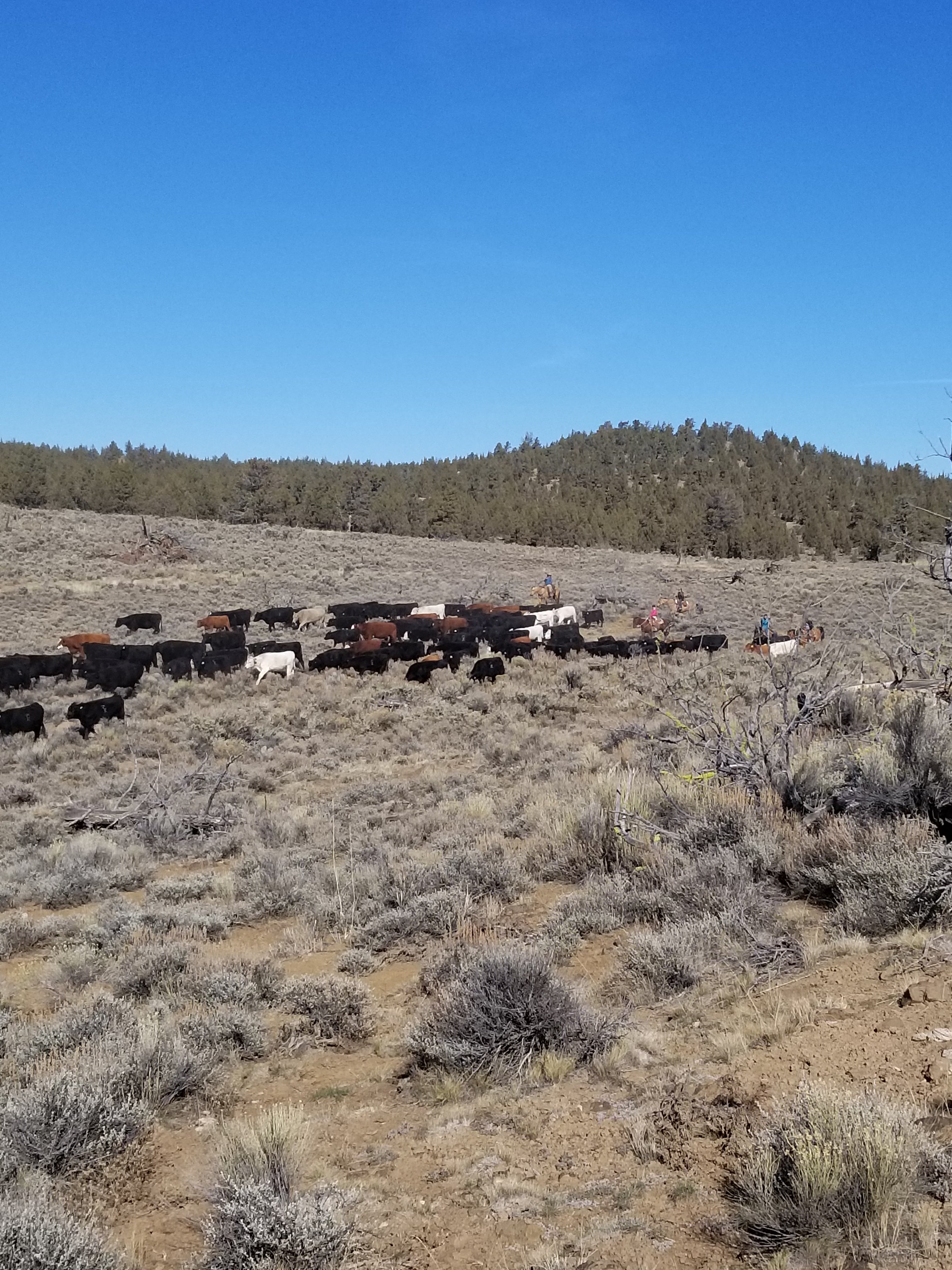 Cowboys herding cattle on Texas ranch representing Ranchx Western heritage and Stephenville roots